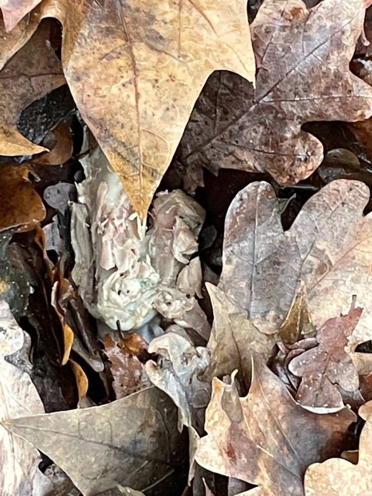 Giftköder-Gekochte Knochen-Profilbild