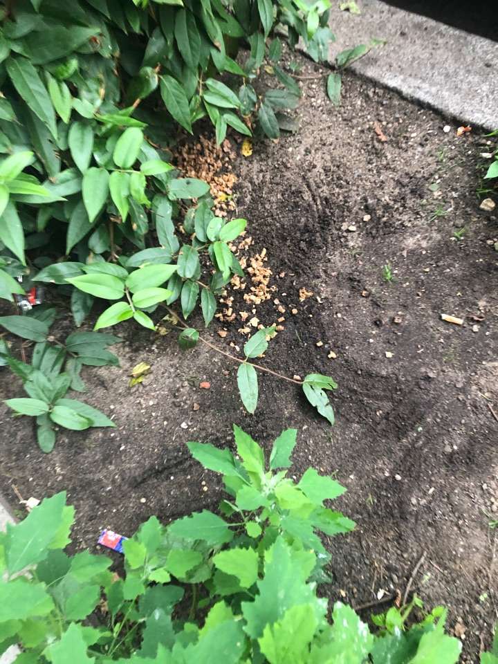 Giftköder-Giftköder-Profilbild