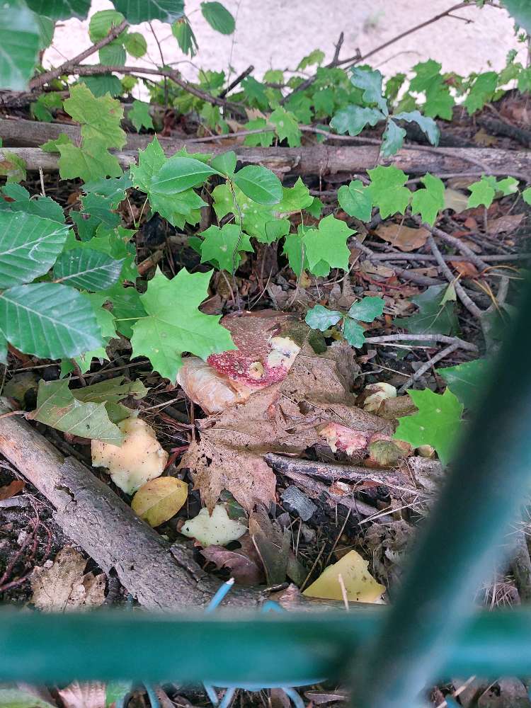 Giftköder-Möglicher Giftköder-Profilbild