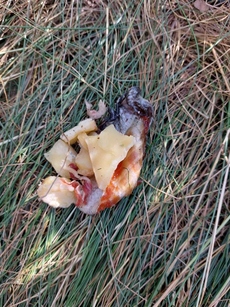 Giftköder-Vermutlicher Giftköder-Profilbild