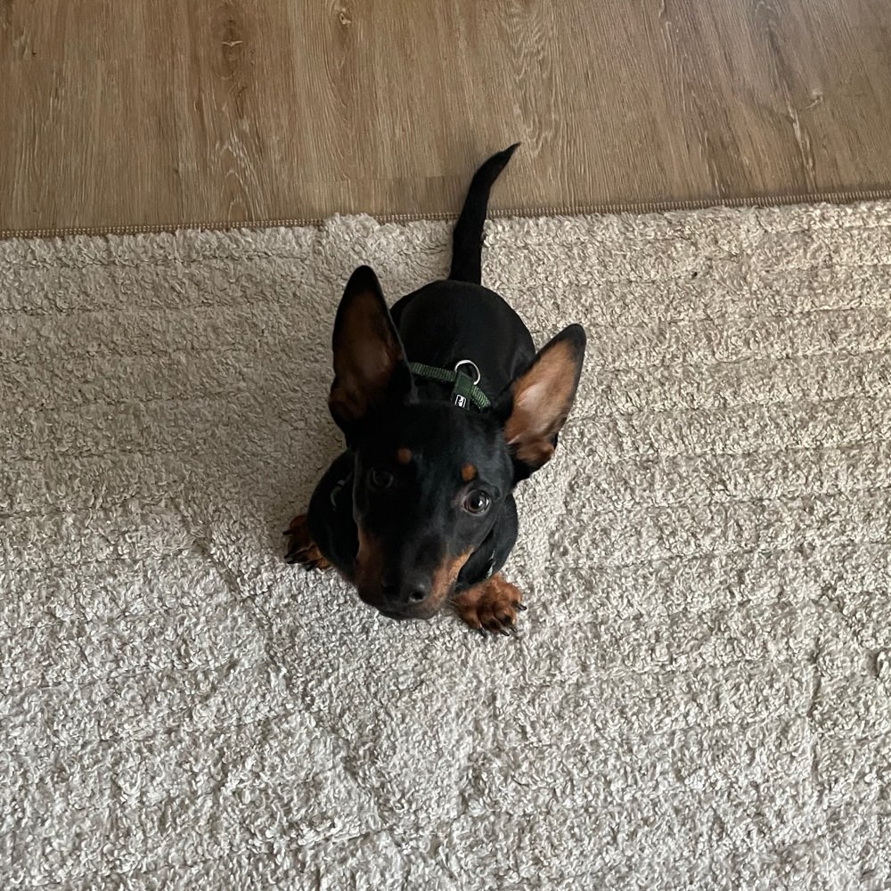 Hundetreffen-Gassirunde Stralau - kleine bis mittelgroße Hunde-Profilbild