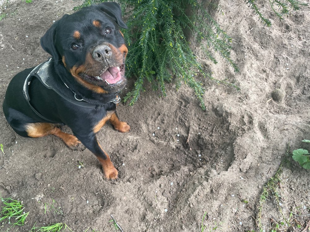 Hundetreffen-Spielkameraden zum gemeinsamen Gassi gesucht-Profilbild