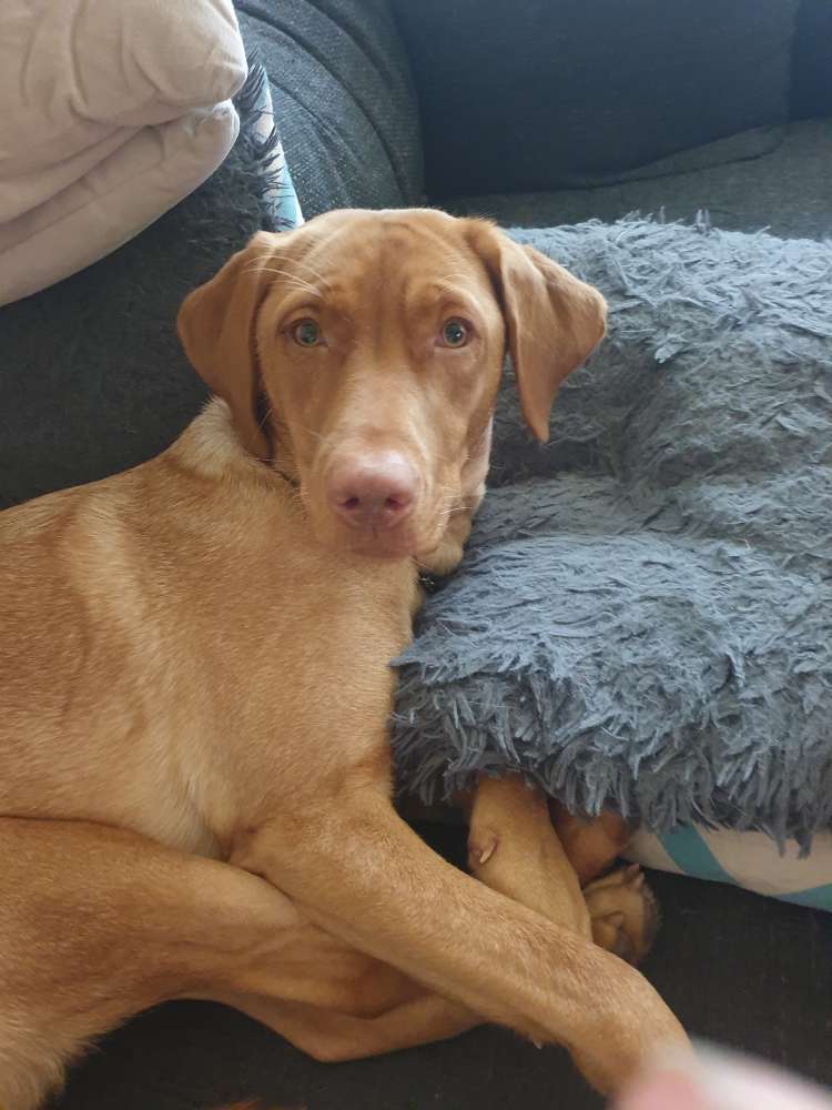 Hundetreffen-Spiele treffen-Profilbild