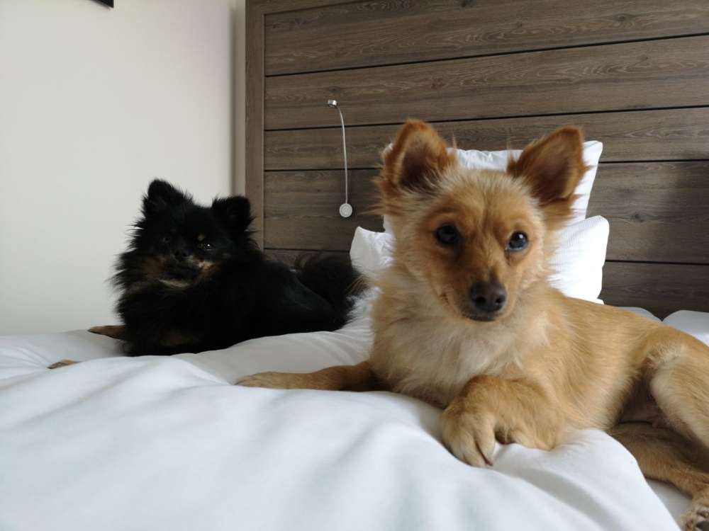 Hundetreffen-Gassirunde in Halle-Profilbild