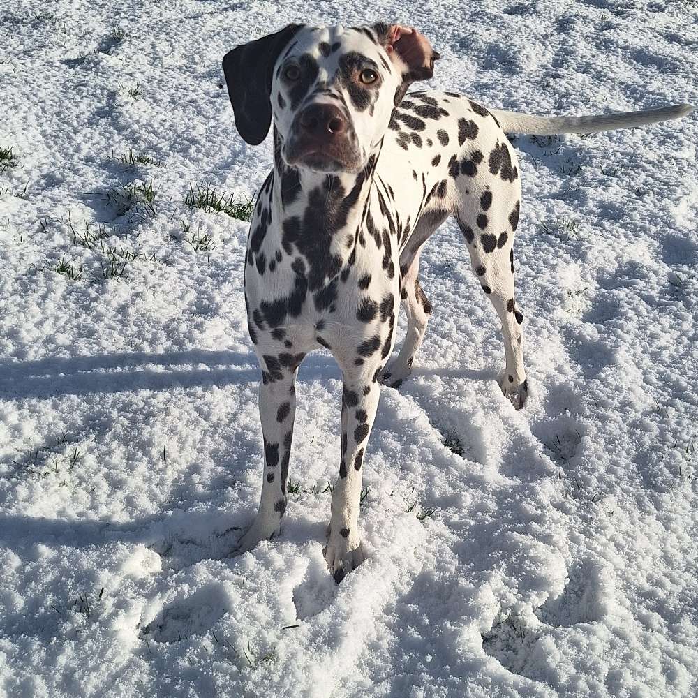 Hundetreffen-Dalmatinertreffen aus Münkeboe-Profilbild