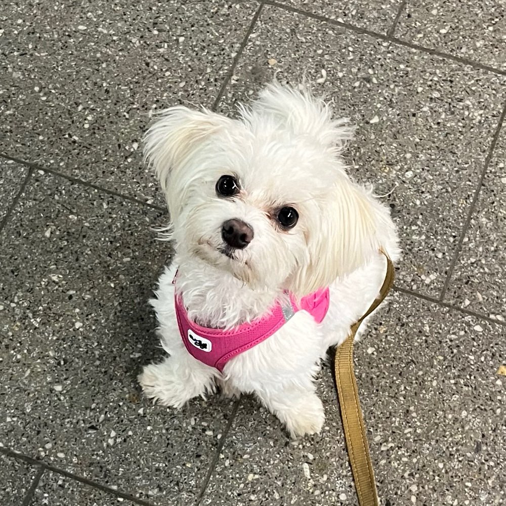 Hundetreffen-Play Date and socializing for small dogs  🐶-Profilbild