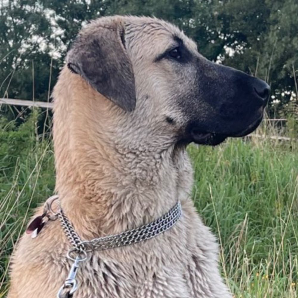 Hundetreffen-Junghundtreffen in 46147 Oberhausen-Profilbild