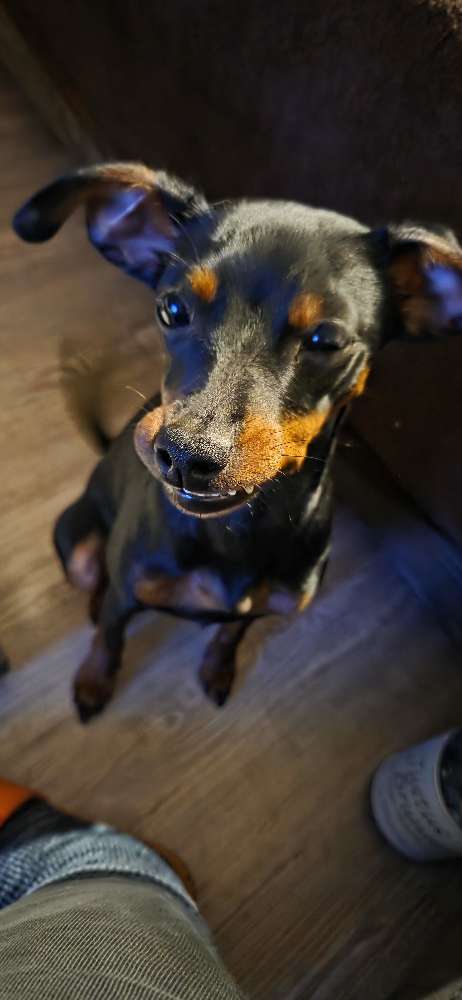 Hundetreffen-Soziale Kontakte-Profilbild