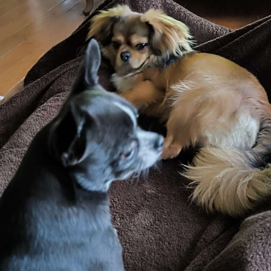 Hundetreffen-Toben am Brokdorfer oder Bielenberg Strand...🤗🤗-Profilbild