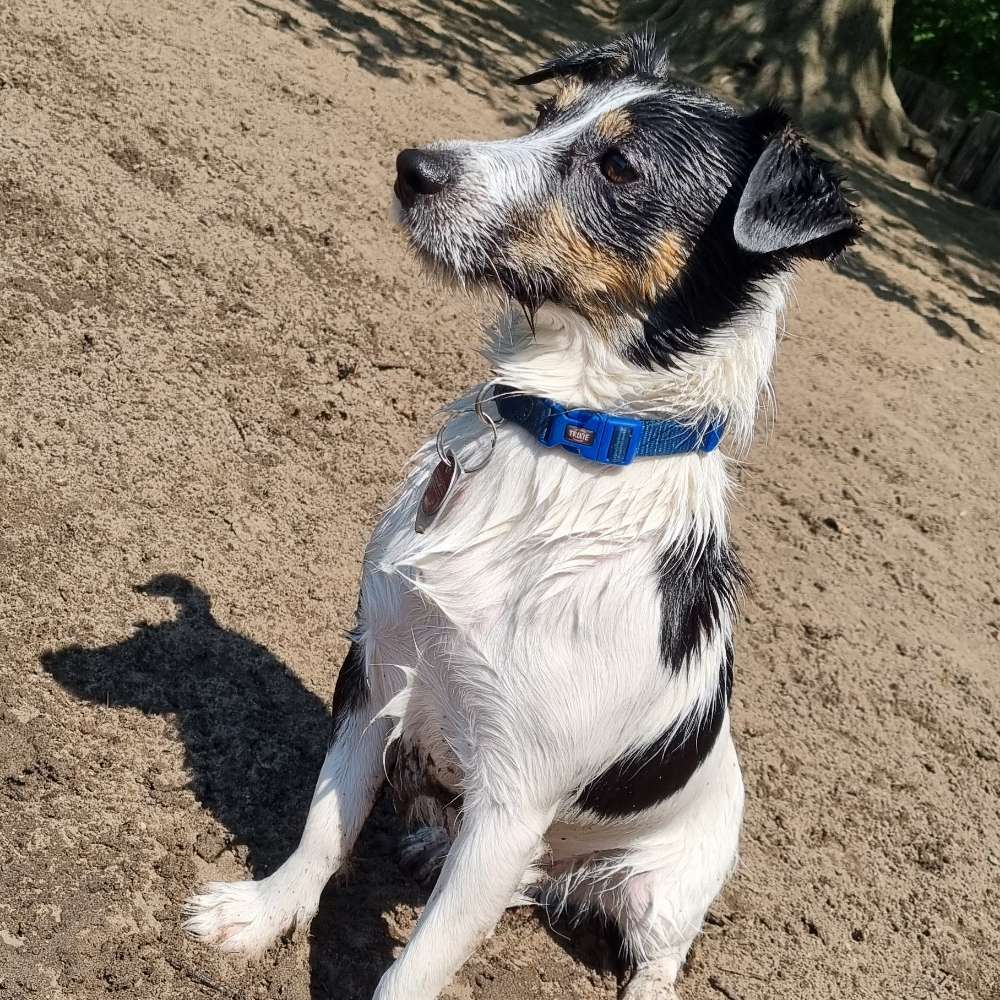 Hundetreffen-Gassifreunde-Profilbild