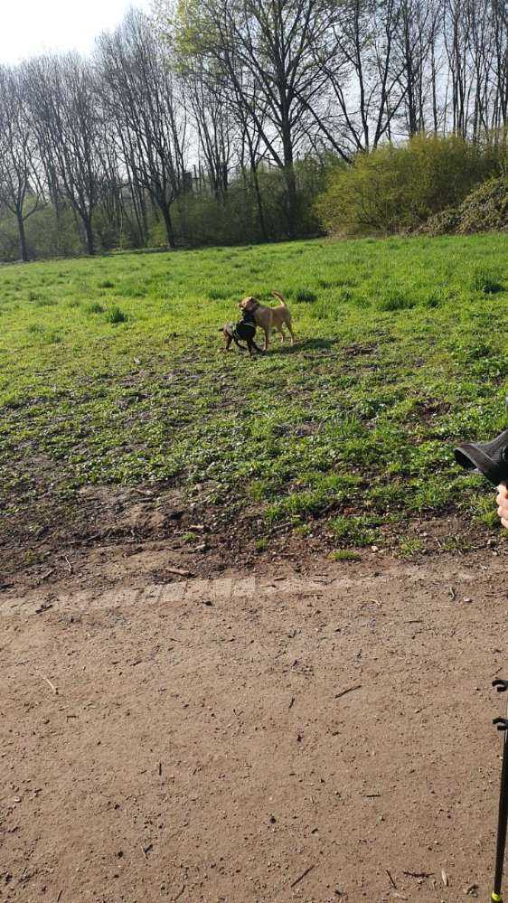 Giftköder-Glas auf den Wiesen!!!-Profilbild