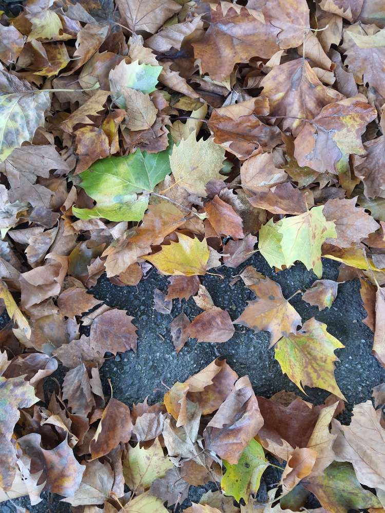 Giftköder-Glasscherben zwischen dem Laub!!!-Profilbild