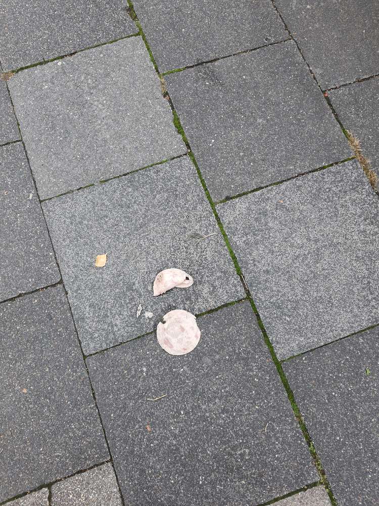 Giftköder-Wurst vor der Hecke auf dem Gehweg!-Profilbild