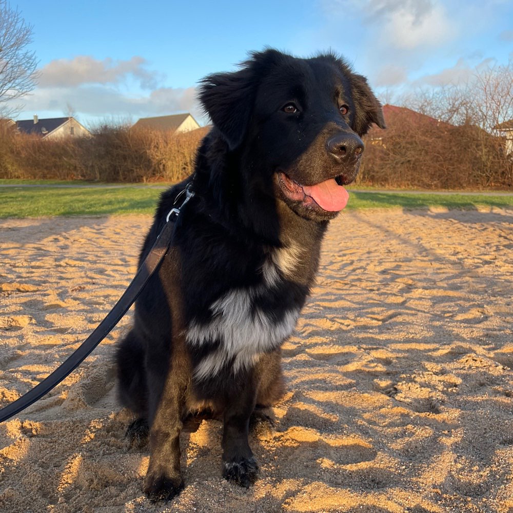 Hundetreffen-Spaziergang in lütten klein-Profilbild