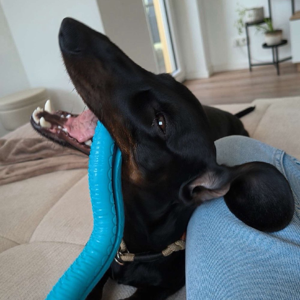 Hundetreffen-Gemeinsam Spielen-Profilbild