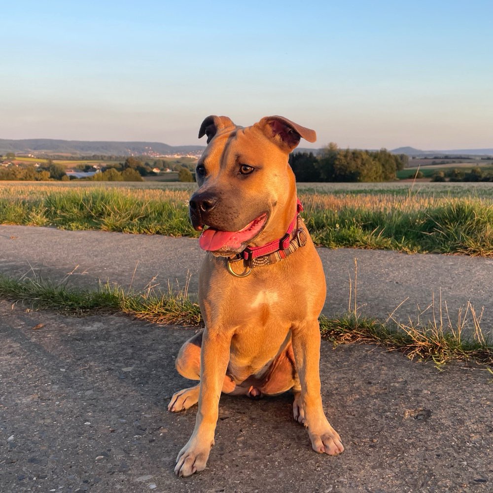 Hundetreffen-Spielverabredung-Profilbild