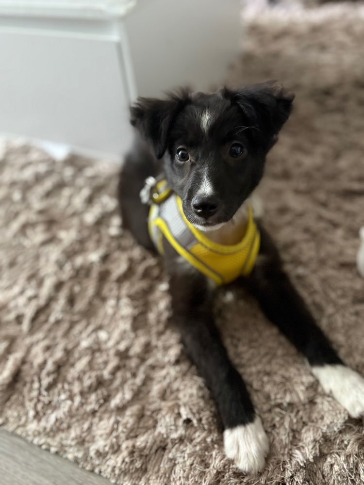 Hundetreffen-Welpenspielrunde/ Gassitreff-Profilbild