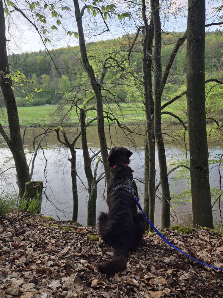 Hundetreffen-Gemeinsame Gassirunden gesucht-Profilbild