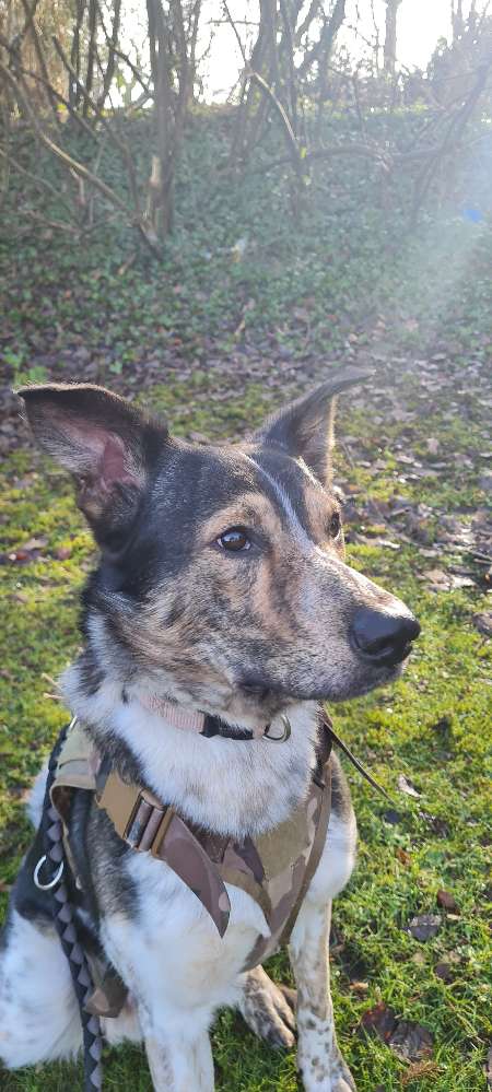 Hundetreffen-Hundekumpel oder Kumpeline für Loki gesucht-Profilbild