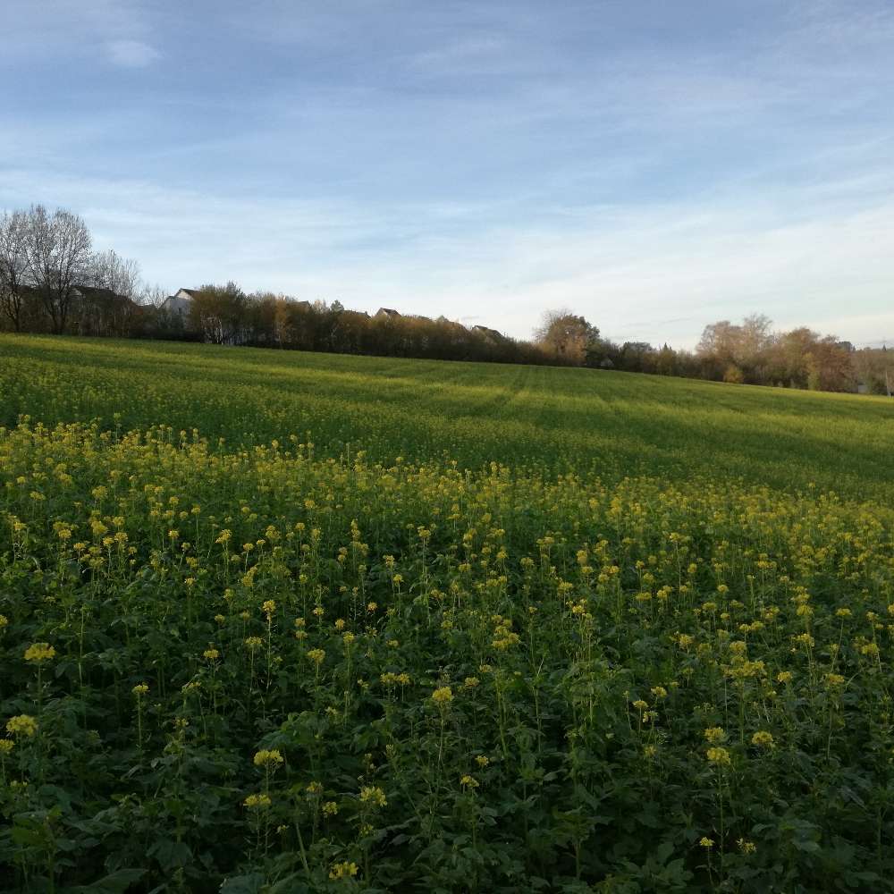 Hundetreffen-Chihuahuas & andere Minis-Profilbild