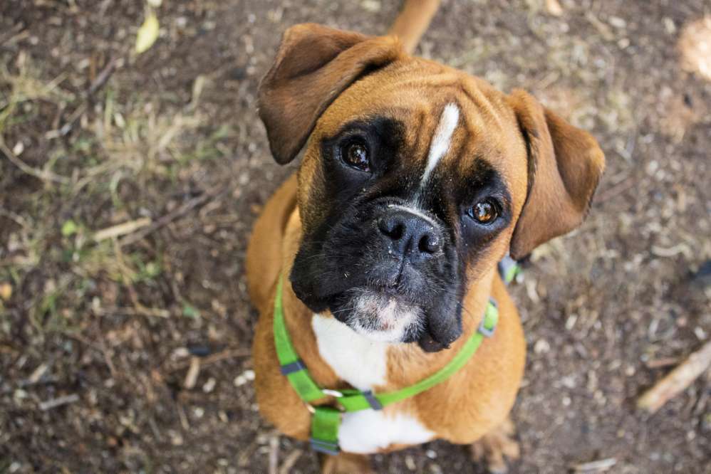 Hundetreffen-Hundekontakte Trainieren-Profilbild