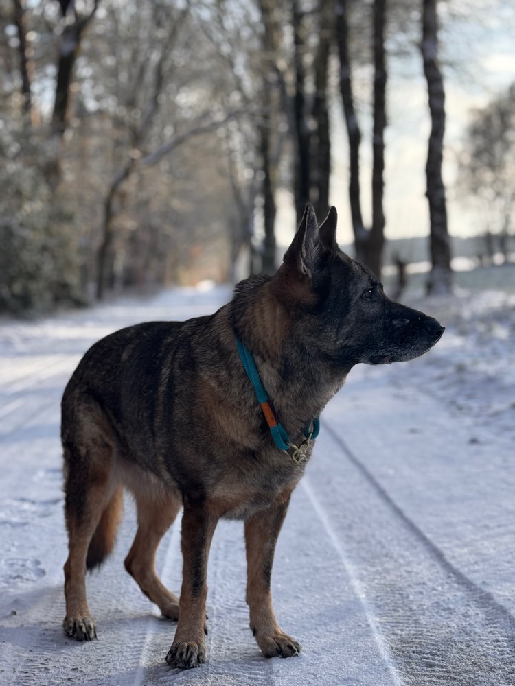 Hundetreffen-Groß Hunde Treff-Profilbild