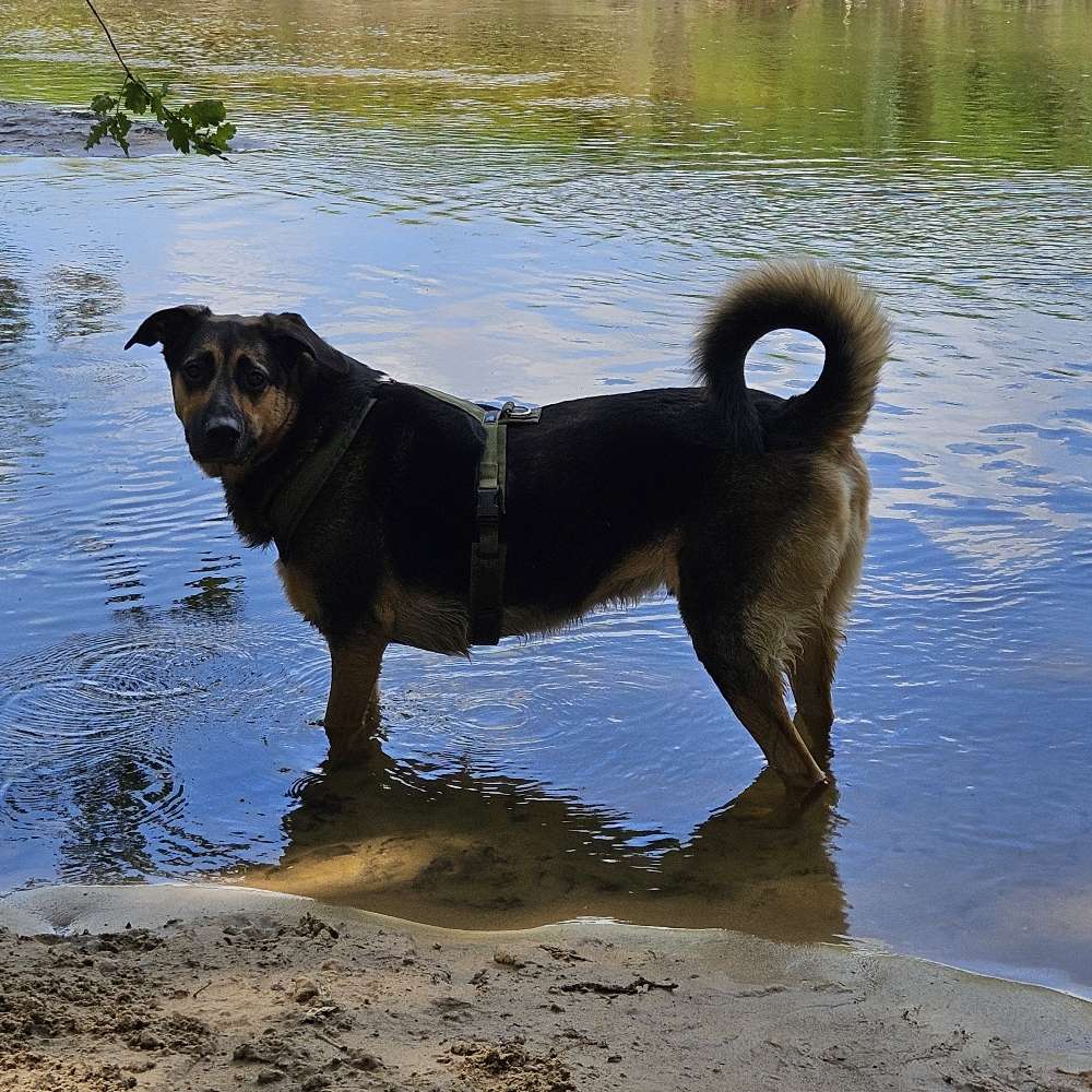 Hundetreffen-Sozialkontakte-Profilbild