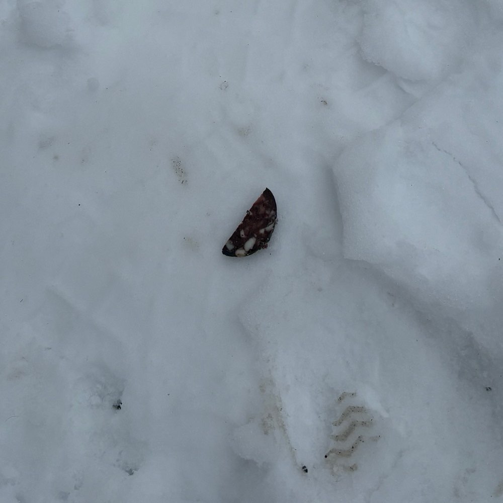 Giftköder-vermutlich Giftköder / präparierte Wurst-Profilbild