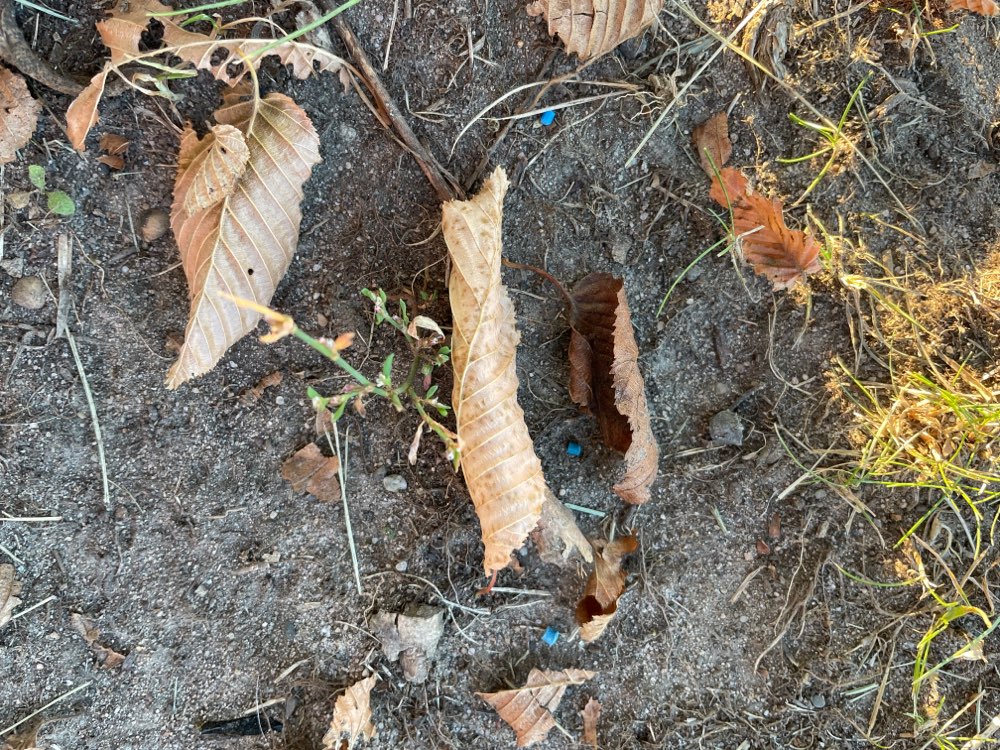 Giftköder-Blaue Kügelchen (Schneckenkorn?)-Profilbild