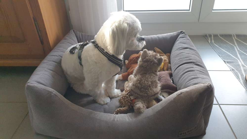 Hundetreffen-Mailo, der liebenswerte Shih Tzu-Profilbild