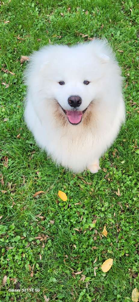 Hundetreffen-Sozialisierungstreffen und spieltreffen zum austoben-Profilbild