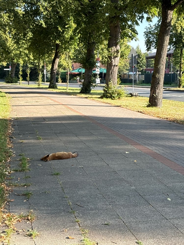 Giftköder-Toter Fuchs auf dem Fußweg.-Profilbild