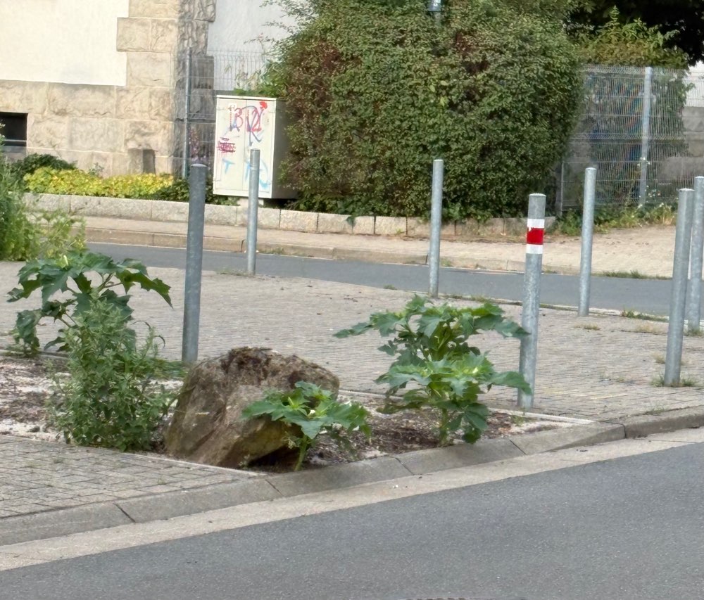 Giftköder-Einige Exemplare gemeiner Stechapfel-Profilbild