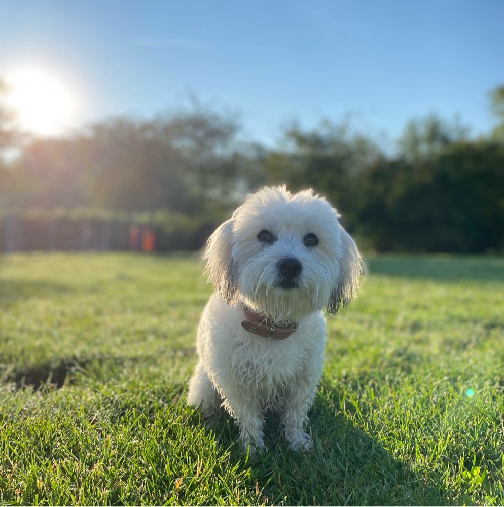 Hundetreffen-Trainingsspaziergänge / Spielpartner-Profilbild