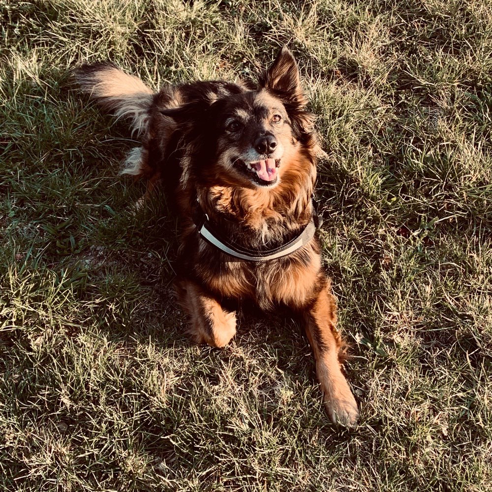 Hundetreffen-Senioren Treffen-Profilbild