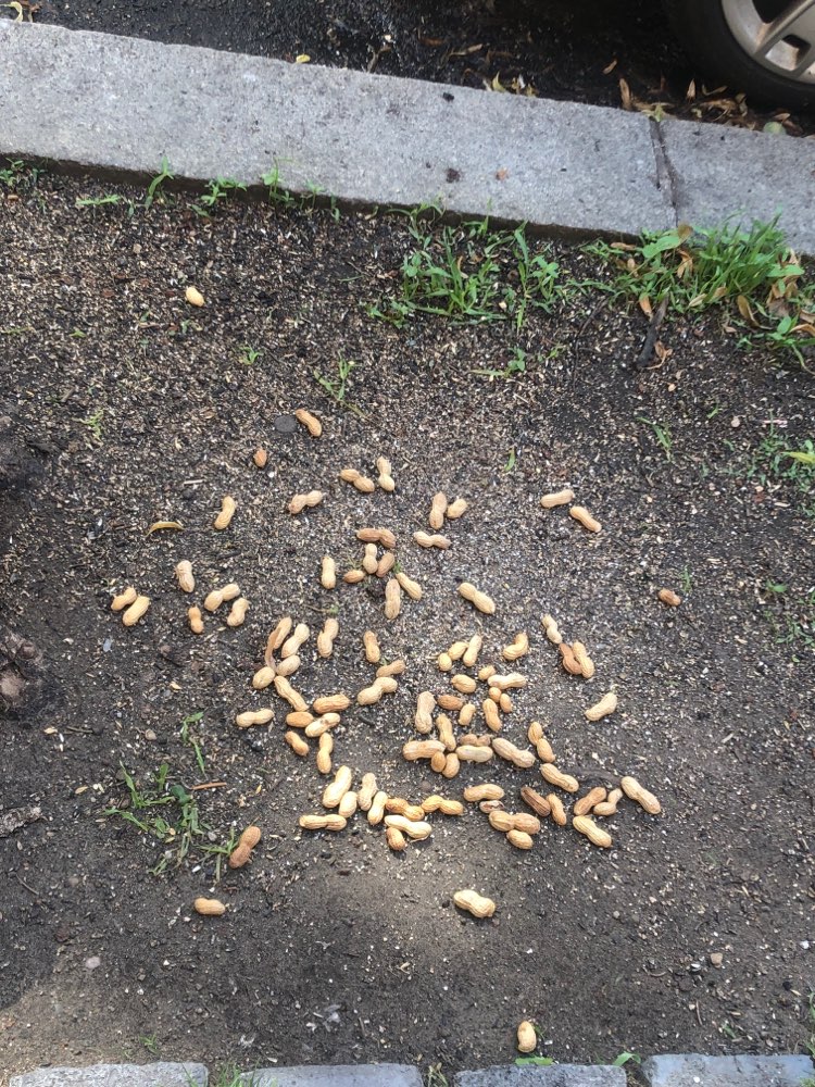 Giftköder-Giftköder - Weißes Pulver auf Erdnüssen-Profilbild