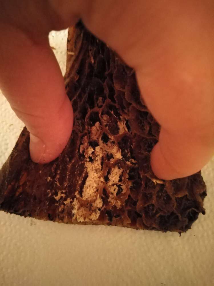 Giftköder-Giftköder !!!-Profilbild