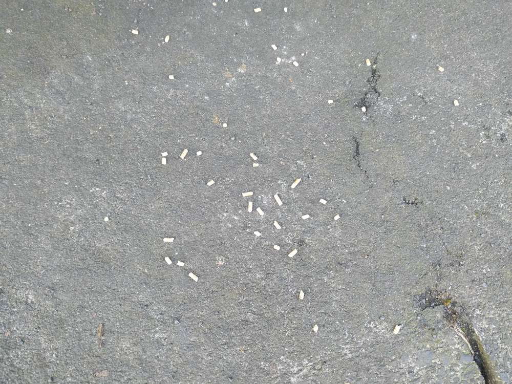 Giftköder-mögliche Giftköder-Profilbild