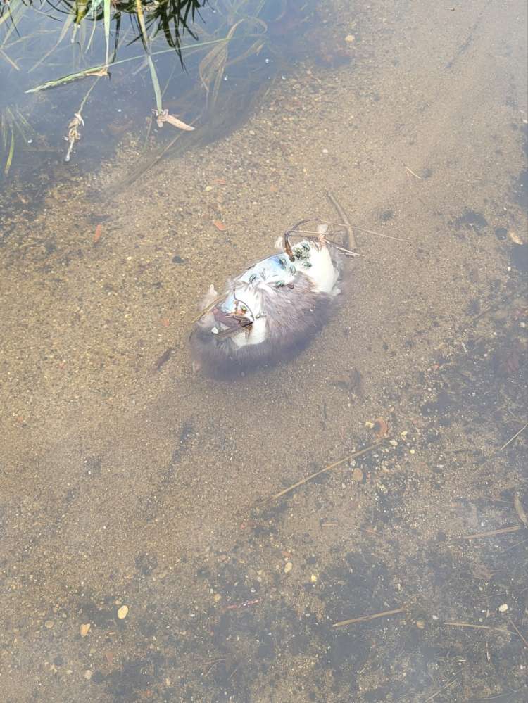 Giftköder-Tote Ratte-Profilbild