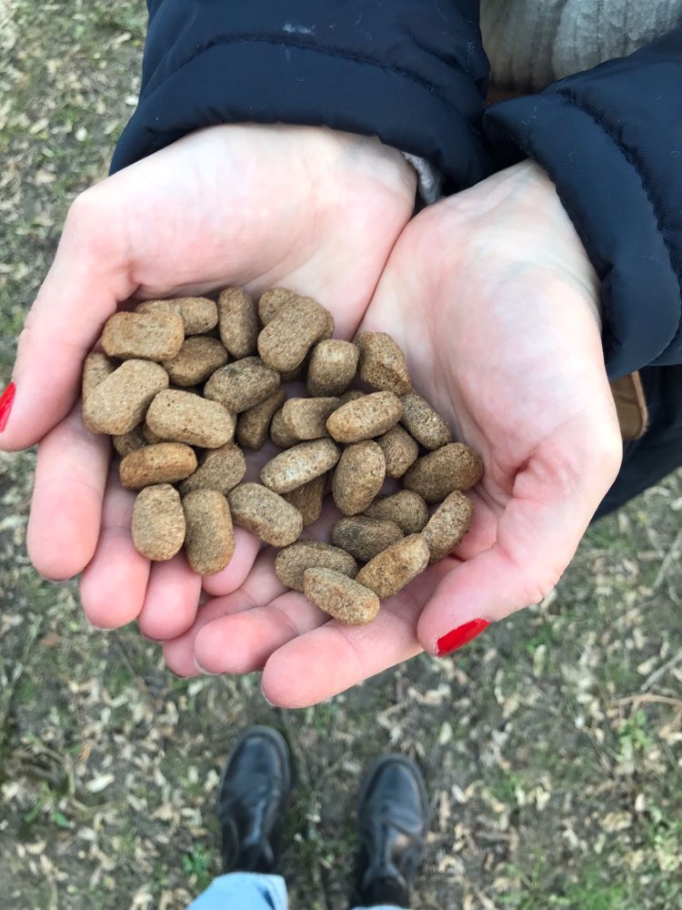 Giftköder-Giftköder-Profilbild