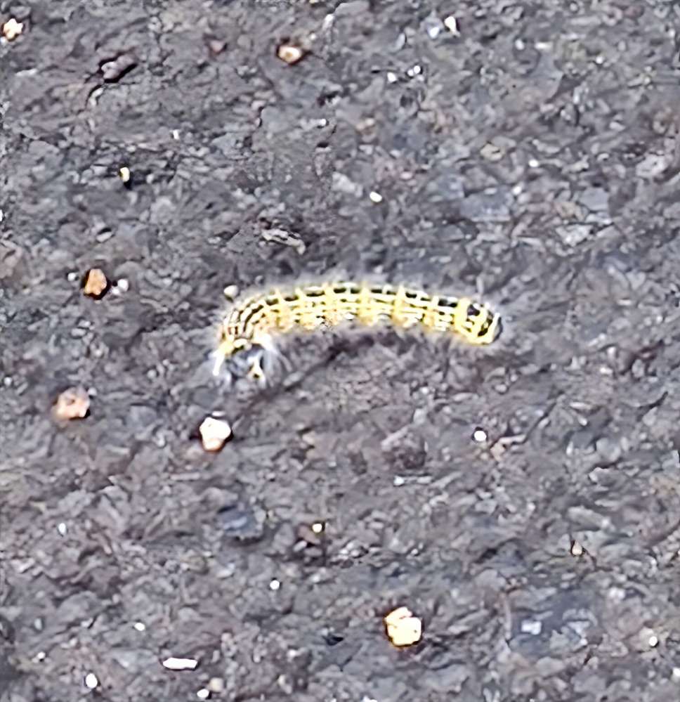 Giftköder-Eichenprozessionsspinner-Profilbild