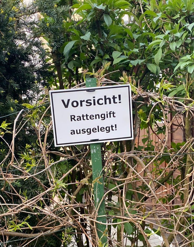 Giftköder-Rattengift (oder übler Scherz)-Profilbild