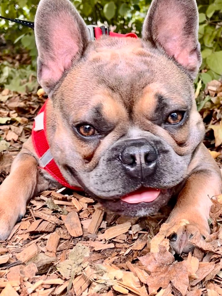 Hundetreffen-Bully treffen-Profilbild