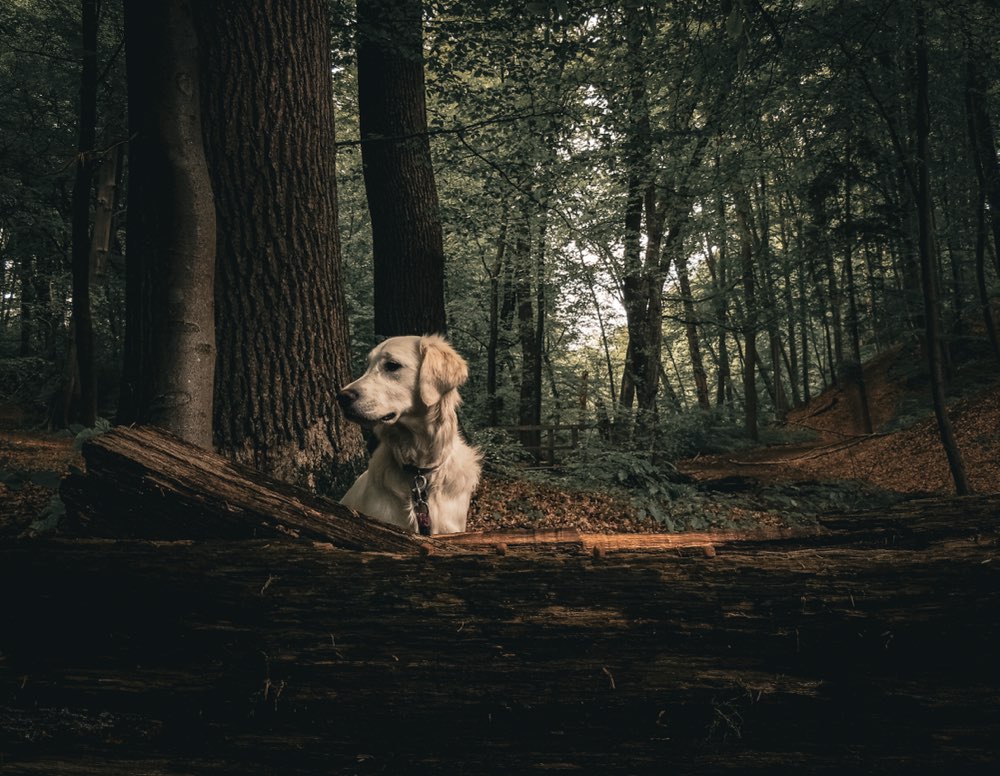 Hundetreffen-Goldiwalk-Profilbild