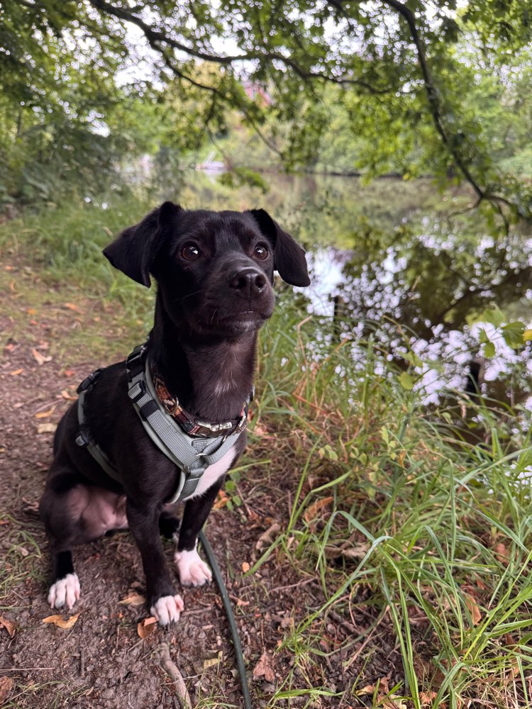 Hundetreffen-Gemeinsames Spazieren gehen-Profilbild