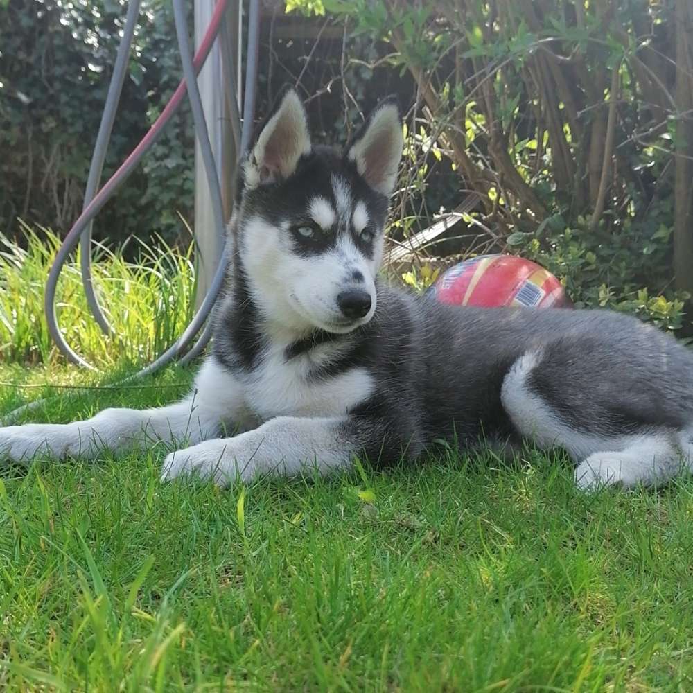 Hundetreffen-Welpentreffen-Profilbild