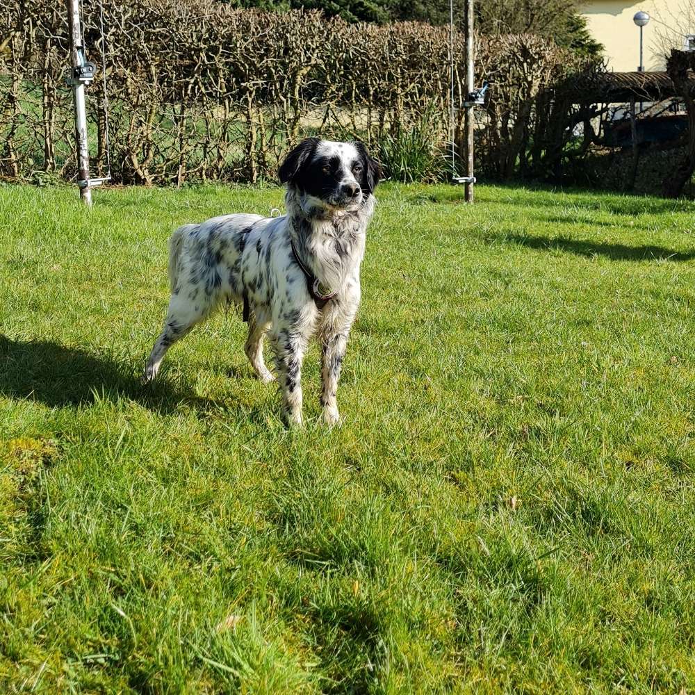 Hundetreffen-Junghunde aus dem Tierschutz-Profilbild