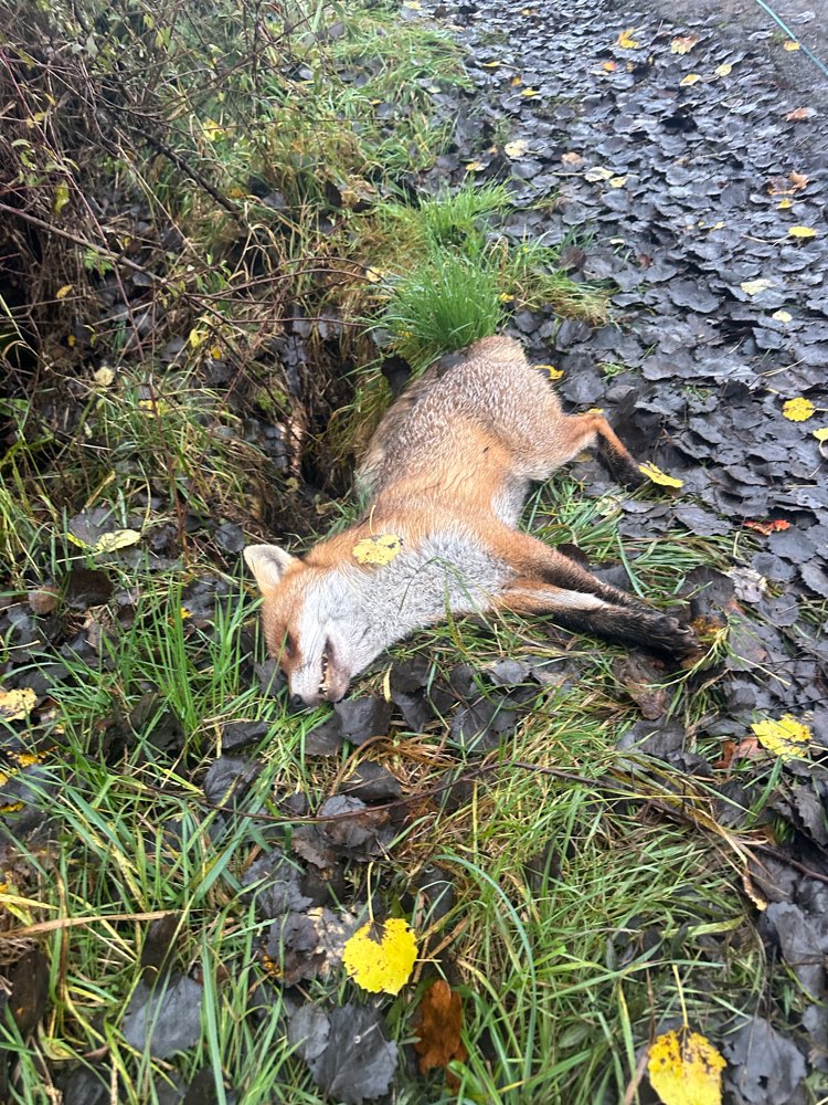 Giftköder-Toter Fuchs-Profilbild