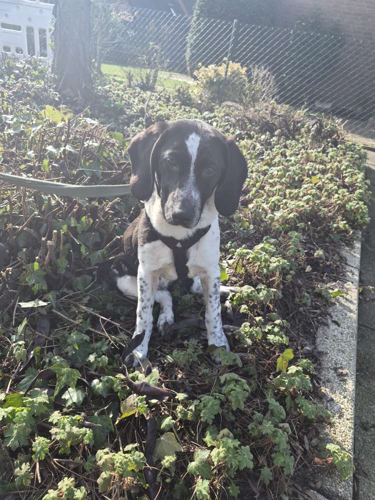 Hundetreffen-Spiel und Gassirunde-Profilbild