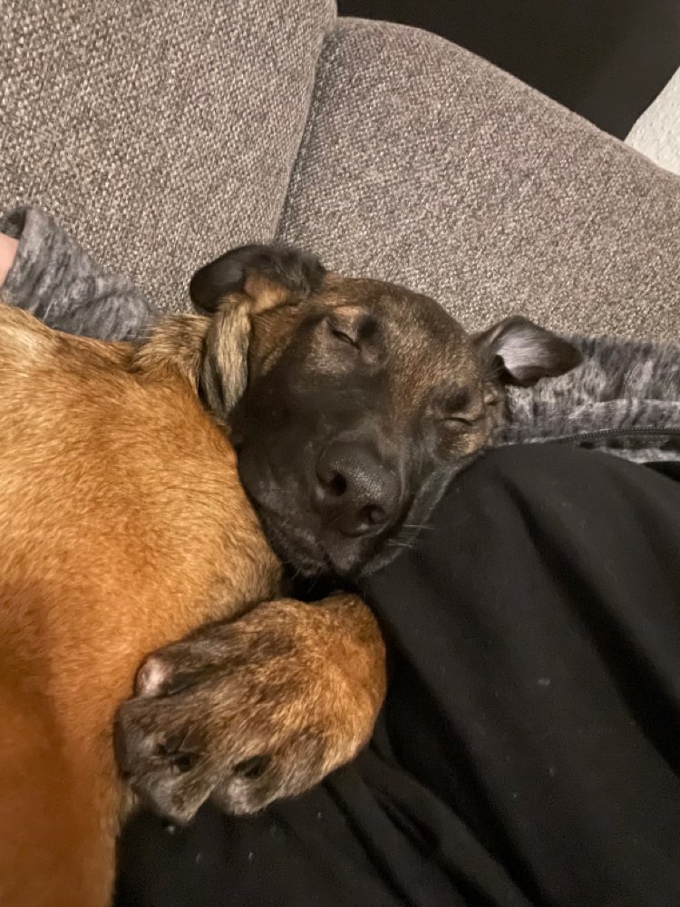 Hundetreffen-Spieltreffen-Profilbild